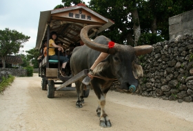 Japan Okinawa buffel vervoer