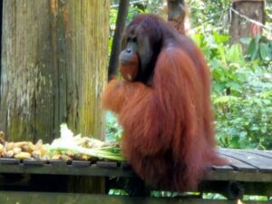 Maleisie Borneo Sepilok Orang Oetan