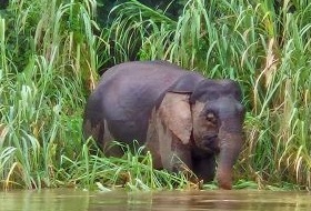 Maleisie Borneo Sukau Olifant