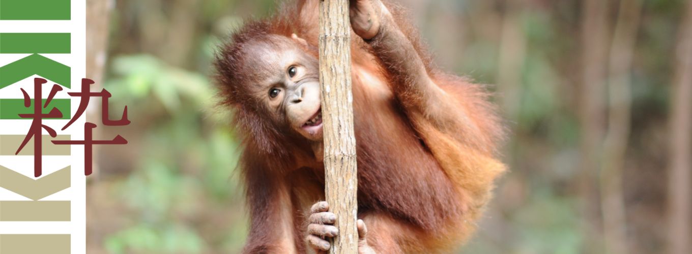 Iki Travels Borneo Orang Oetan Baby